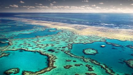 Des chercheurs australiens tentent de lutter contre une espèce d'étoile de mer qui ravage la Grande barrière de corail (Illustration). (FELIX MARTINEZ / MOMENT RF / GETTY)