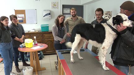 Des vétérinaires bénévoles soignent les chiens de SDF