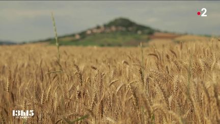 VIDEO. "La vérité sort du grain de blé" : le maître boulanger Pascal Auriat dévoile l'un des secrets de ses pains savoureux