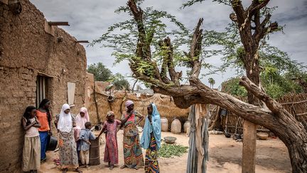 En 2005, Afrique Verte Niger est devenue une structure autonome qui a pris le nom d’AcSSA – Action pour la sécurité et la souveraineté alimentaire –, ce qui lui a permis d'élargir son champ d’action. "Depuis, nous travaillons avec les organisations paysannes à l’amélioration des trois maillons de la filière agricole : production, transformation et commercialisation. Avec un accent fort mis sur le développement de l’agroécologie, réponse la mieux adaptée aux réalités du Niger, pays où le modèle dominant est celui de l’exploitation familiale qui occupe 85 % de la population", explique dans la Croix, Bassirou El Nouhou, coordinateur d'AcSSA. (LUIS TATO/FAO/AFP)