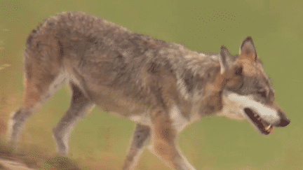 Un loup a de nouveau été filmé dans le Rhône, à proximité d'un quartier résidentiel à Genas, où dix brebis ont déjà été tuées. L’animal est désormais présent presque partout en France, et de plus en plus à proximité des villes. (France 2)