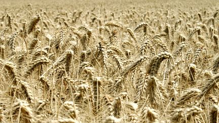 Un champs de blé (non OGM) en France, en 2007. (MYCHELE DANIAU / AFP)