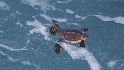 Et voil&agrave; ! C'est la mise &agrave; l'eau et le d&eacute;but d'une nouvelle vie pour les b&eacute;b&eacute;s tortues. La t&acirc;che va &ecirc;tre rude : en moyenne, seule une tortue marine sur 1 000, atteint l'&acirc;ge adulte. (JOE RAEDLE / GETTY IMAGES NORTH AMERICA / AFP)