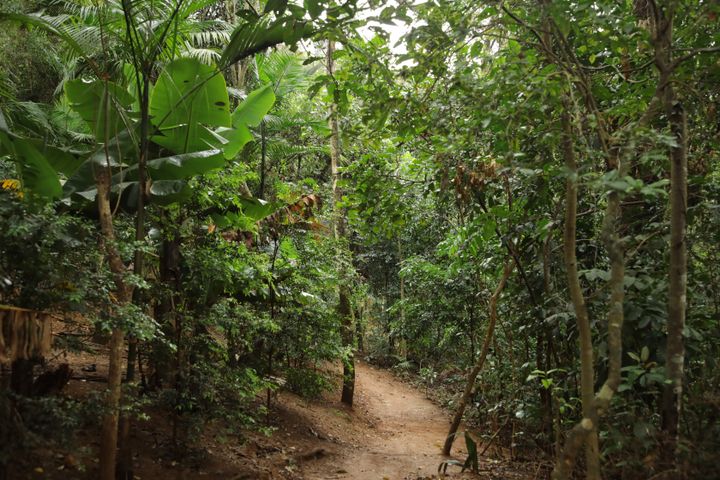 Un chemin menant vers des habitations d'une communauté indigène à&nbsp;São Paulo (Brésil), le 15 septembre 2022.&nbsp; (VALENTINE PASQUESOONE / FRANCEINFO)