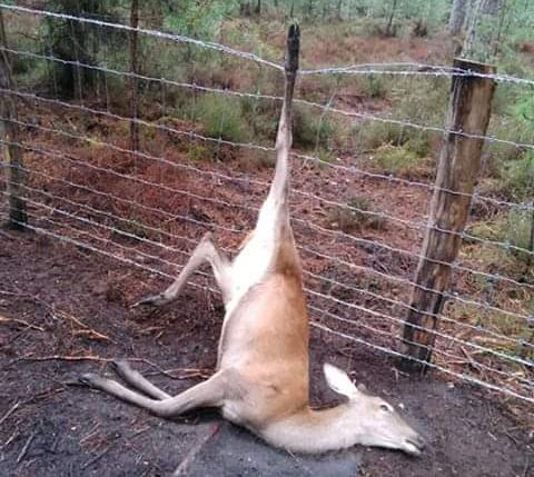 Gibier mort coincé dans des clôtures. (LES AMIS DES CHEMINS DE LA SOLOGNE)