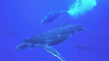 Un groupe de baleines dans l'oc&eacute;an Pacifique.&nbsp; (PAOLO CURTO / PNS / AFP&nbsp;)