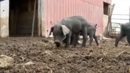 Economiquement fragilisés, de nombreux agriculteurs sont obligés de vendre leurs animaux. (FTV)