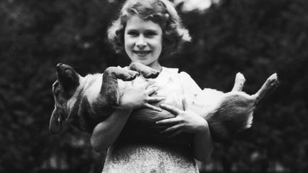 Elizabeth II est folle des corgis, ces petits chiens originaires du Pays de Galle. Elle en poss&egrave;de actuellement trois et en a d&eacute;j&agrave; eu une trentaine. (GETTY IMAGES)