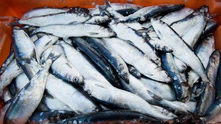 Herring caught in the Baltic Sea in February 2019 in Zempin (Germany). (STEFAN SAUER / DPA VIA AFP)