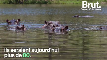 En Colombie, les hippopotames sauvages sont devenus une menace pour les écosystèmes... Explication.