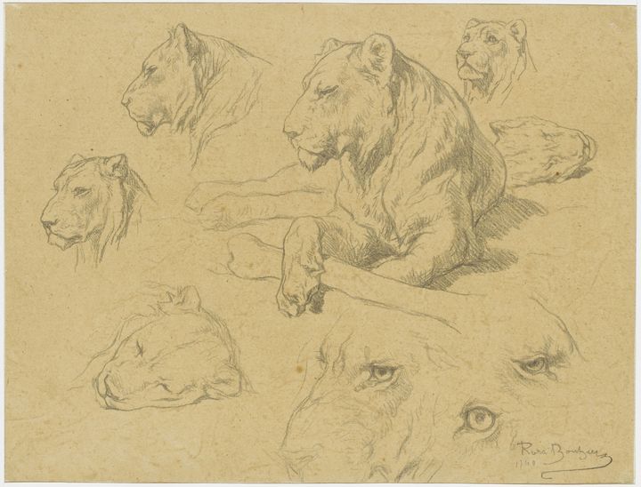 Rosa Bonheur (1822-1899), Une lionne couchée et sept études de sa tête, n. d., dessin à la mine de plomb&nbsp; (© RMN-Grand Palais (Musée d’Orsay) / photo Thierry Le Mage)