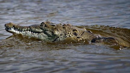 Un crocodile en Floride (Etats-Unis), le 28 juin 2012. (GETTY IMAGES NORTH AMERICA / AFP)