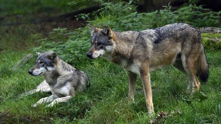 Deux loups, au parc de Sainte-Croix, à Rhodes, en Moselle, le 26 octobre 2023. (DENIS BRINGARD / BIOSGARDEN / AFP)