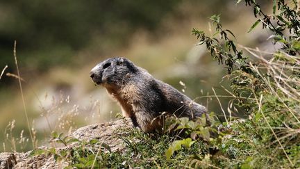 Une marmotte dans la vallée des Merveilles, dans les Alpes, le 7 septembre 2016. (SYLVESTRE / MAXPPP)