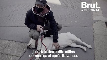 VIDEO. En balade avec Tibod le dog-sitter et ses deux acolytes (BRUT)