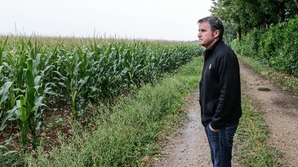 Paul François,&nbsp;agriculteur céréalier en Charente mène un combat judicaire face à Monsanto,&nbsp;spécialisée dans les biotechnologies agricoles. (THIBAUD MORITZ / AFP)