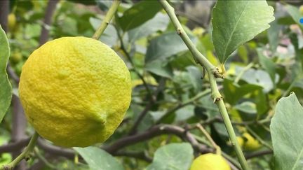 Après deux étés secs, la récolte des citrons est mauvaise à Menton, dans les Alpes-Maritimes. Avec des fruits plus petits, les producteurs ne peuvent plus bénéficier de l'indication géographique protégée (IGP). (FRANCE 3)