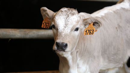 Un veau dans une ferme d'Alsace, le 23 juillet 2021. (MAXPPP)