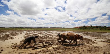 Les dures conditions de travail d'un paysan malgache dans une rizière proche de la capitale. (Reuters/Thomas Mukoya)