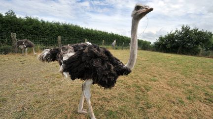 Un employ&eacute; de zoo du bassin d'Arcachon (Gironde) a &eacute;t&eacute; condamn&eacute; pour avoir tu&eacute; une autruche.&nbsp; (MAXPPP)