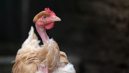 Un élevage de poules à Excideuil, en Dordogne, le 18 juin 2021. (ROMAIN LONGIERAS / HANS LUCAS / AFP)