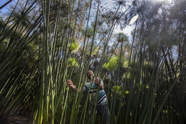 Abdel Mobdi Moussalam coupe des roseaux de papyrus sur sa terre du village égyptien de al-Qaramous.&nbsp; (KHALED DESOUKI / AFP)