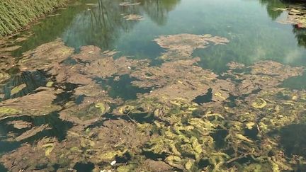 Environnement : la Myriophylle hétérophylle, une plante qui envahit les canaux et menace la biodiversité