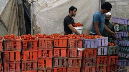 La bande de Gaza exporte 27 tonnes de tomates. (AFP PHOTO/ SAID KHATIB)