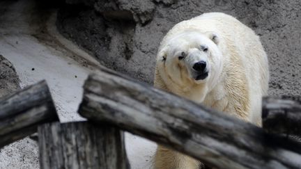 Arturo, seul ours polaire d'Argentine, dans son enclos au zoo de Mendoza, le 5 f&eacute;vrier 2014. (ANDRES LARROVERE / AFP)