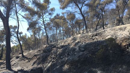 Plus de 3&nbsp;000 hectares ont &eacute;t&eacute; ravag&eacute;s par l'incendie dans les Bouches-du-Rh&ocirc;ne. (ROBIN PRUDENT/FRANCETV INFO)