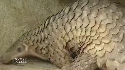 Envoyé spécial. Du Congo au Vietnam, le pangolin est victime d'un impitoyable trafic pour ses écailles (ENVOYÉ SPÉCIAL  / FRANCE 2)