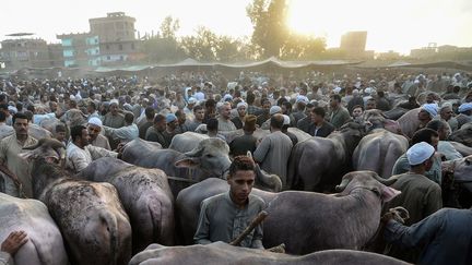 dans le grand marché d'Ashmun en Egypte. Dans les pays musulmans, commence, ces jours-ci, la plus grande période de vacances, qui entoure l'une des principales fête de l'Islam, l'Aïd el Kébir, appelée aussi Aïd el Adha. Elle va avoir lieu le 21 août 2018 et marque dans le même temps la fin du Hajj (le pélerinage sacré à la Mecque). Cette fête religieuse commémore le sacrifice qu'Abraham s'apprêtait à faire de son fils Isaac, pour répondre à une mise à l'épreuve divine. Au dernier moment, alors qu'Abraham s'apprête a frapper Isaac, un ange l'arrête. Lors de l'Aïd el Kébir les fidèles commémorent cet événement en immolant un animal. Chaque famille se doit, dans la mesure de ses moyens, d'acheter un animal pour la fête,  Le mouton correspond à un foyer (mari, femme et enfant(s)) quand la vache et le dromadaire s'assimilent pour les fidèles à sept foyers, d'où la tenue de ces grands marchés aux bestiaux.  (MOHAMED EL-SHAHED / AFP)