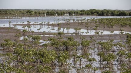 De jeunes arbres de la mangrove non loin de Zinguichor dans le delta du Sine Saloum au Sénégal le 12 février 2021. (JOHN WESSELS / AFP)