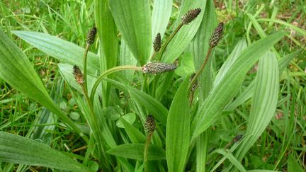 Le plantain, une herbe folle très utile, à la mauvaise réputation... (SNHF)