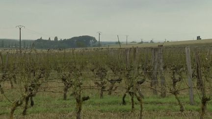 Plusieurs vignobles ont été touchés par les intempéries. (FRANCE 2)