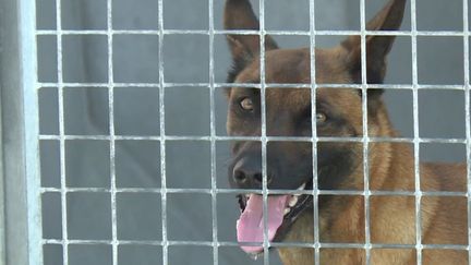 Animaux : les abandons explosent lors de ces vacances d’été (FRANCE 3)