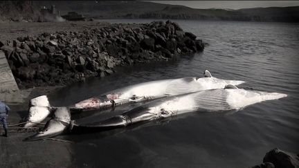 Le retour de la chasse à la baleine en Islande inquiète.