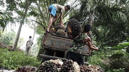 Une&nbsp;palmeraie servant à la fabrication d'huile de palme à Kuwula, en Indonésie, le 18 janvier 2017. (JEFRI TARIGAN / ANADOLU AGENCY / AFP)