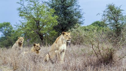 Des lionnes dans le parc national Krüger, en Afrique du Sud, le 30 novembre 2014. (PATRICE CORREIA / BIOSPHOTO / AFP)