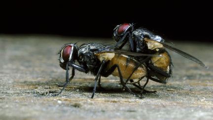 Des mouches domestiques surprises dans leur intimit&eacute;. (OXFORD SCIENTIFIC / PHOTOLIBRARY RM)