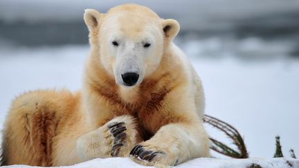 L'ours Knut, le 10 d&eacute;cembre 2010, au zoo de&nbsp;Berlin. (JOHANNES EISELE / AFP)