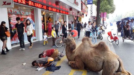 Deux jeunes mendiants font la manche avec leur chameau dans une rue de Shaoxing (Chine), le 7 octobre 2012. (QUIRKY CHINA NEWS / REX / SIPA)