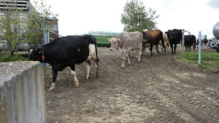 Un élevage de vaches laitières, le 14 mai 2023 au Chambon-sur-Lac (Puy-de-Dôme). (MATHIEU THOMASSET / HANS LUCAS / AFP)