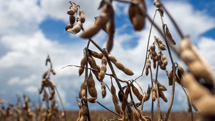 a rapporté 24 milliards de dollars au pays, représentant 26% des exportations agricoles brésiliennes.

22% des exportations de tourteaux sont destinées à la France.

Dans l’Hexagone, quatre cinquièmes du soja OGM est utilisé pour nourrir les animaux.La France, qui a importé 4,6 millions de tonnes de soja en 2010, est le 3e importateur mondial de soja brésilien. (AFP PHOTO/Yasuyoshi CHIBA)