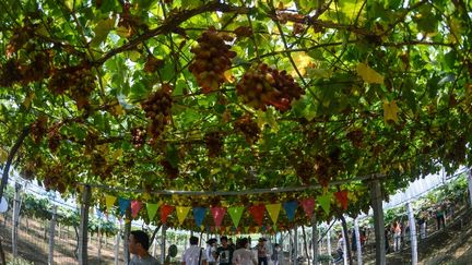 Japon : une grappe de raisins vendue 10 000 euros aux enchères