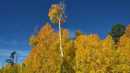 États-Unis : des arbres génétiquement modifiés pour absorber davantage de CO2