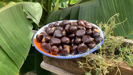 La châtaigne est un fruit emblématique de l'automne que l'on retrouvera sur les tables de fêtes. (BERNARD THOMASSON / FRANCEINFO)