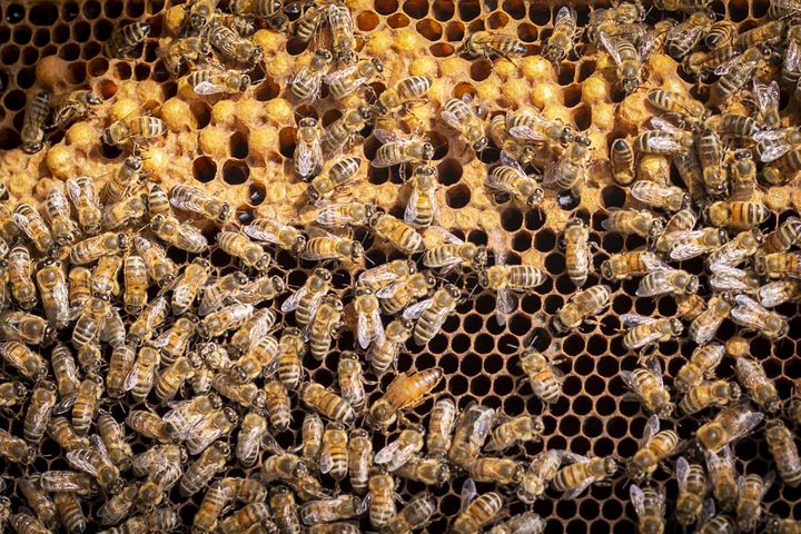 Gros plan sur les abeilles et la reine et la cire sur un cadre d'une ruche à Toulouse, le 17 mai 2021. (ARNAUD CHOCHON / HANS LUCAS)