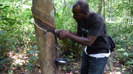 Récolte du latex en Côte d'Ivoire. (AFP/Sia Kambou)