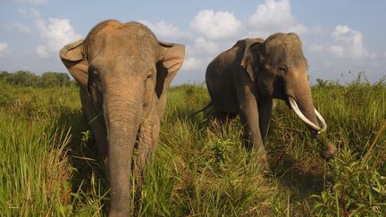 En Indonésie, les éléphants viennent au secours des hommes pour éteindre les incendies